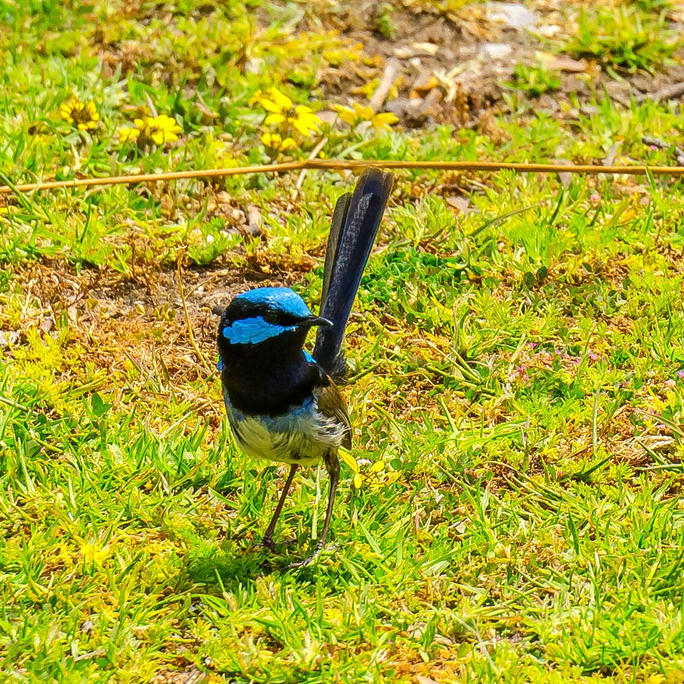 Superb Fairy Wren