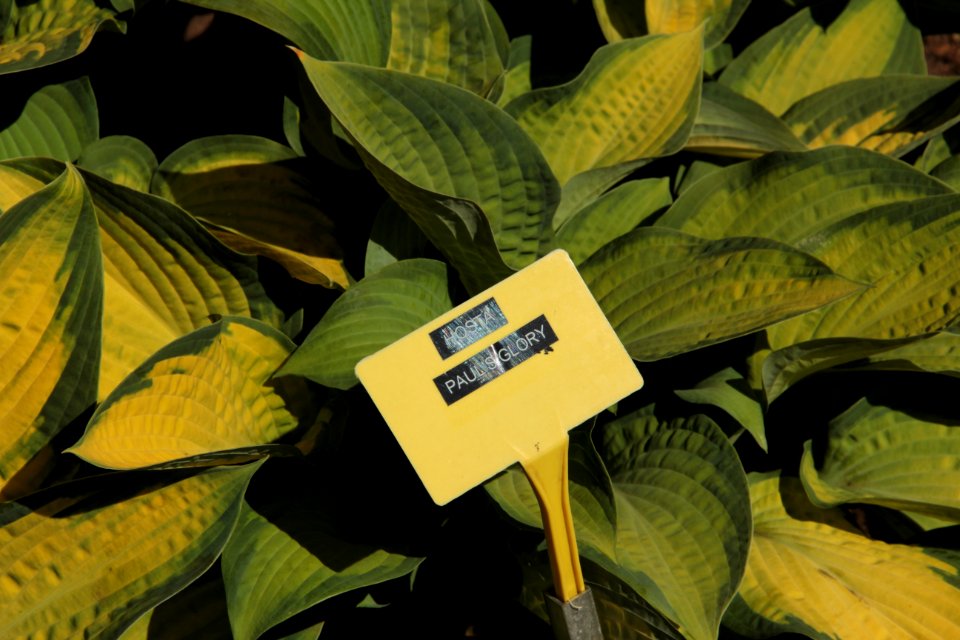 hosta pauls glory