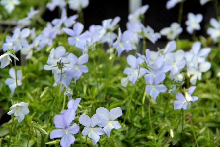 viola
