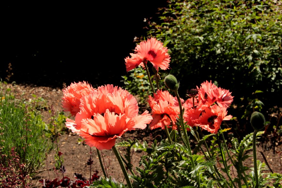 papaver orientale fourncett summer