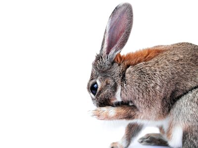 Animal bunny ears photo