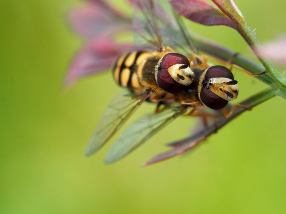 Schwebfliegen-Paarung