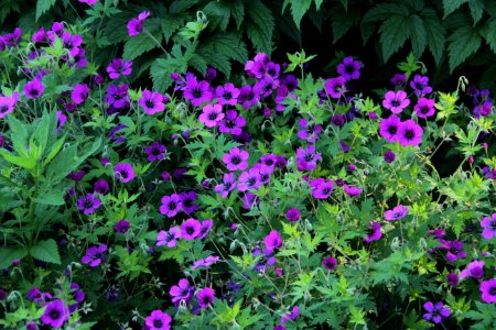 geranium anne thomson photo