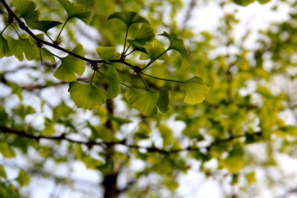 蘇州 白馬澗生態園 White Stream Ecological Park 20150411 06