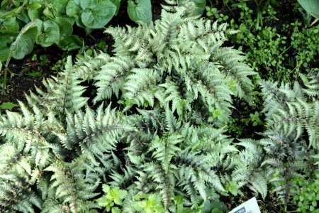 athyrium