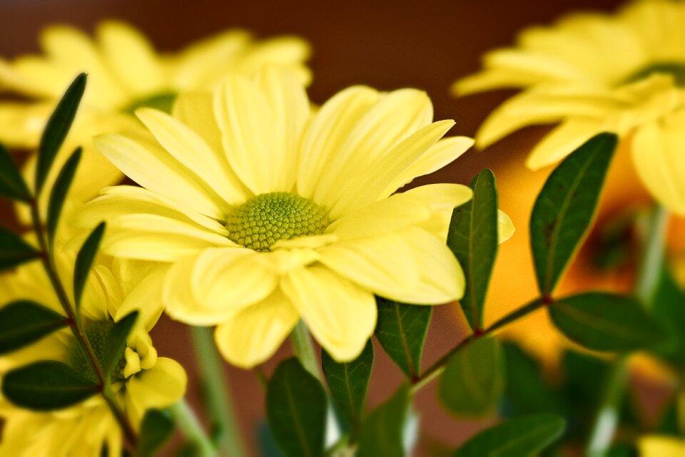 Flowers schnittblume plant