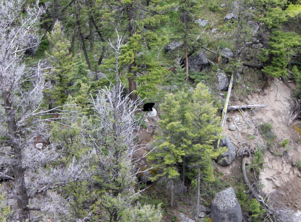 I spy a black bear