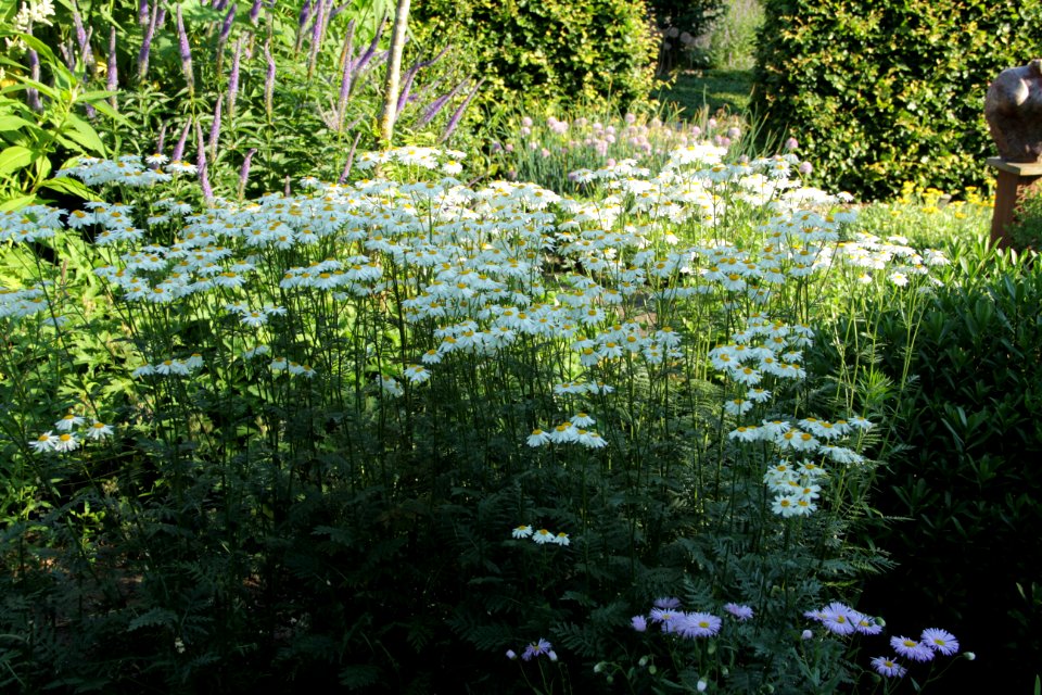 Tanacetum corymbosum 'Festtafel'
