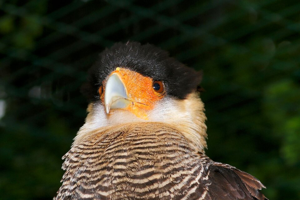 Bill portrait plumage