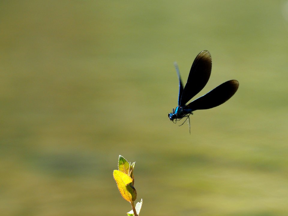 Inflight super telemacro
