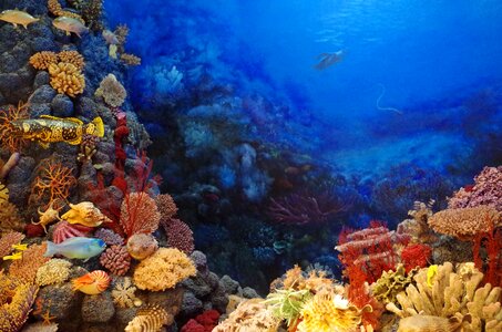 Harbour fish coral