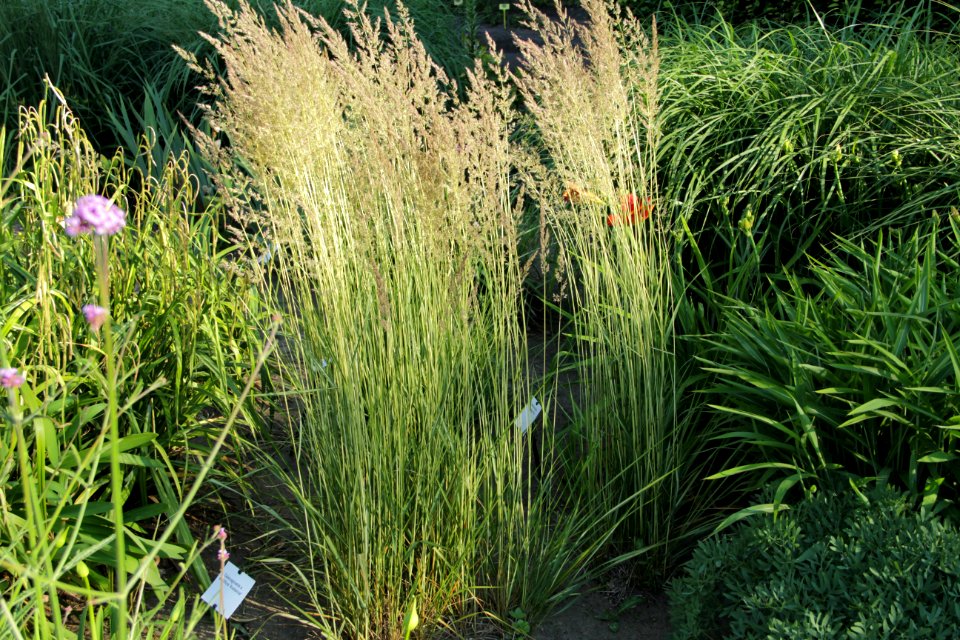calamagrostis