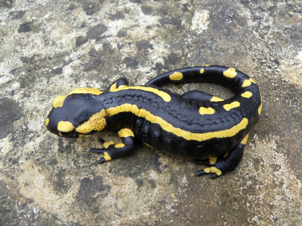 Animals salamander nature