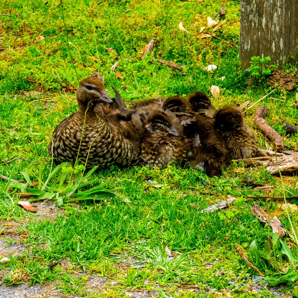 Australian wood duck