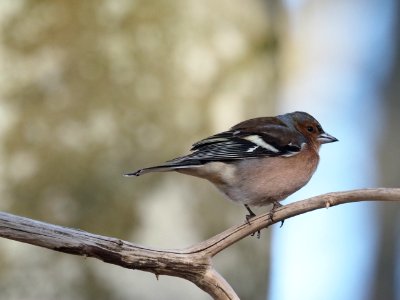 Buchfink (m)