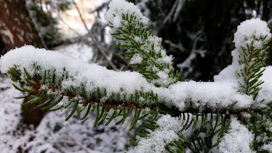 Pine needles tannenzweig forest photo