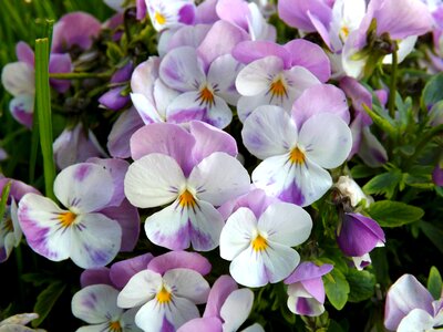 Mov white plant
