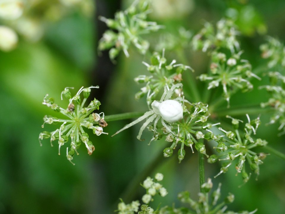 Veränderliche Krabbenspinne