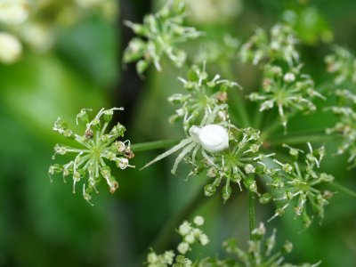 Veränderliche Krabbenspinne
