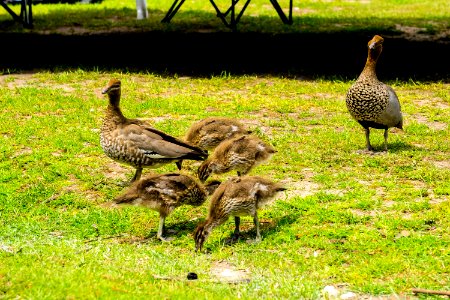 Australian wood duck photo