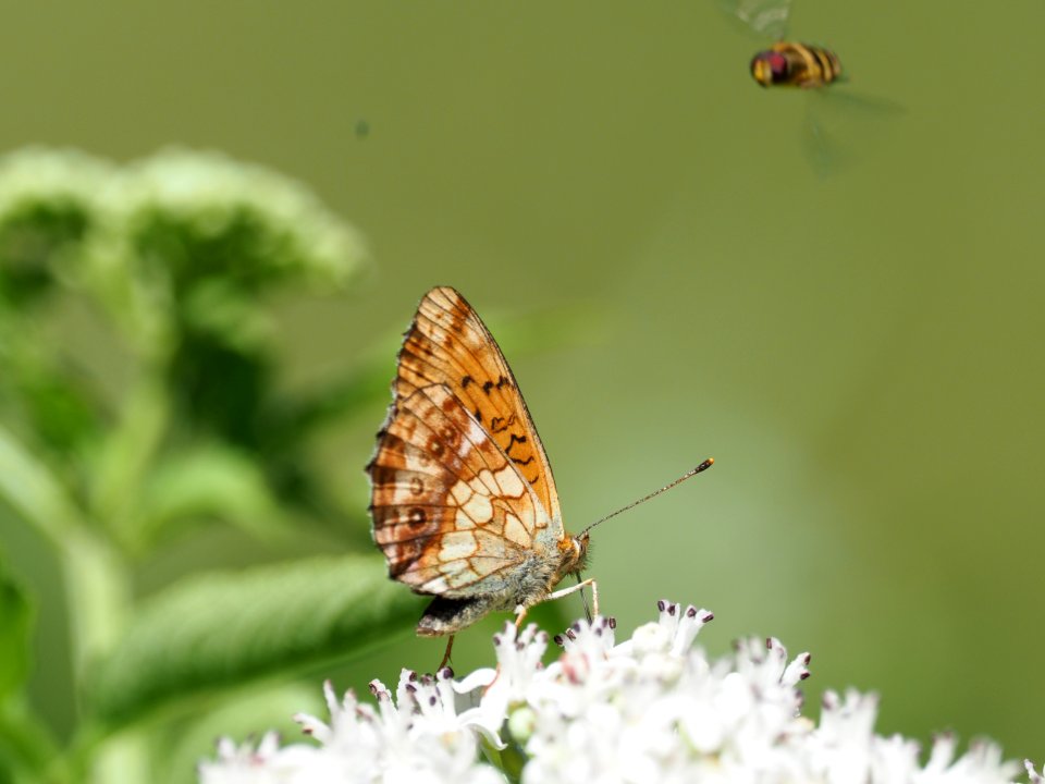 Brombeer-Perlmuttfalter