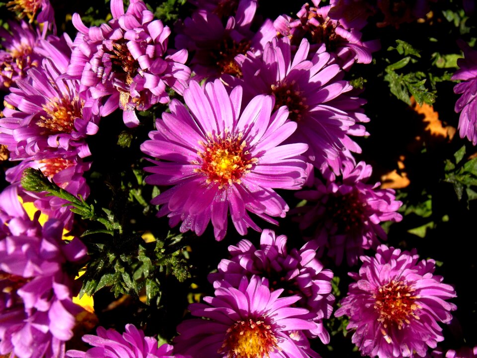 Plant purple plants