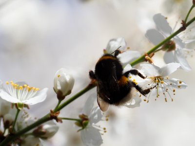 Bumblebee photo