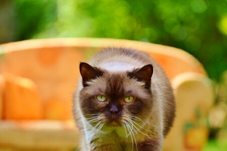 British shorthair thoroughbred fur