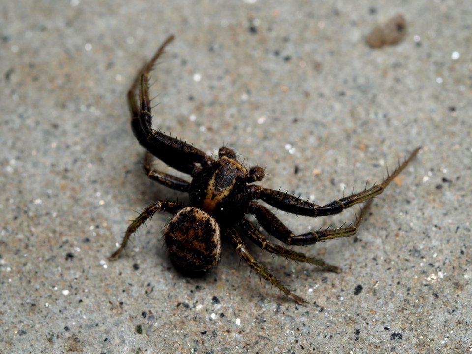 Xysticus lanio (m)?