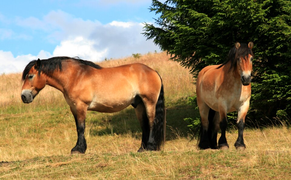 Stallion standing light brown