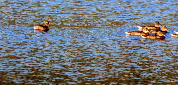 Early Horned Grebe photo