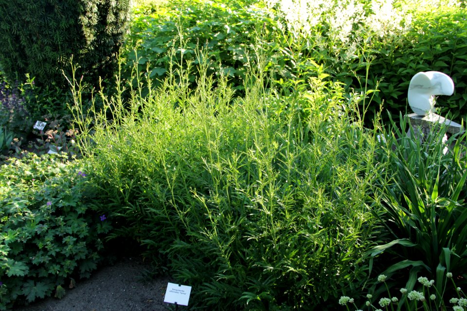 Sanguisorba officinalis 'Tanna'