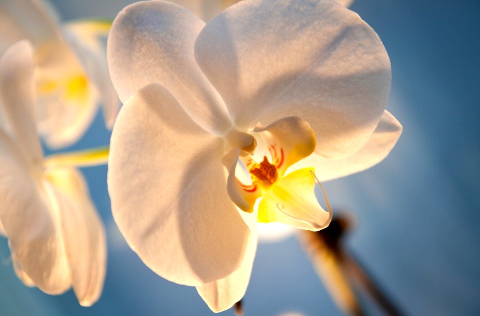 Phalaenopsis photo