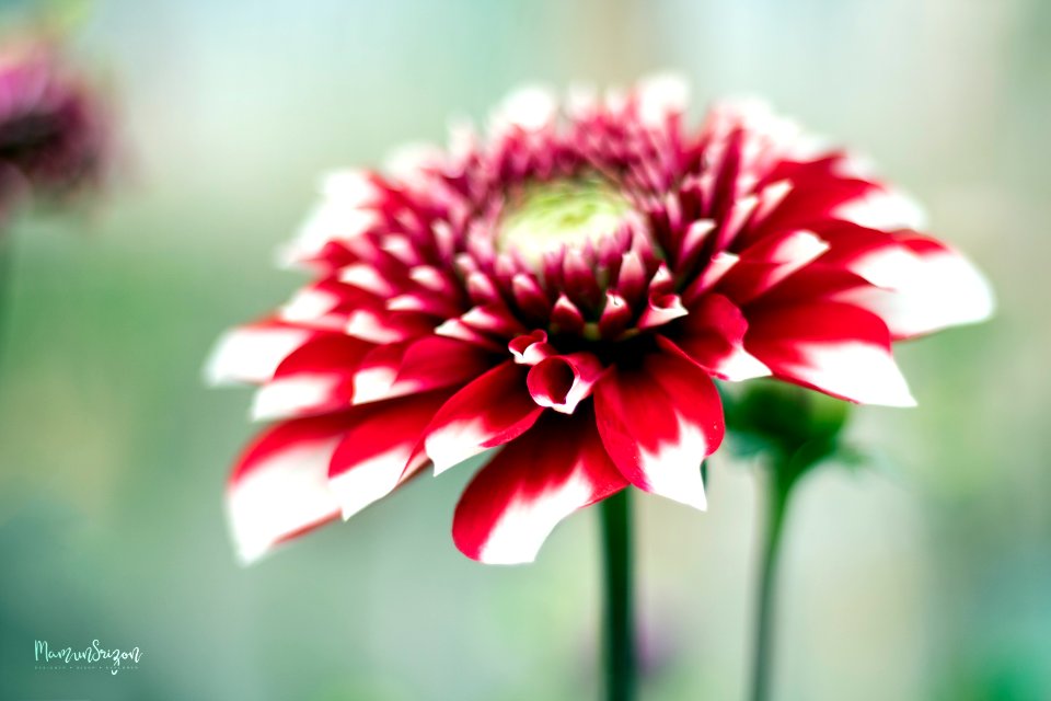 Dahlia