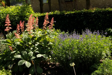 baptisia australis