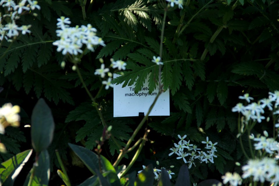 tanacetum macrophyllum