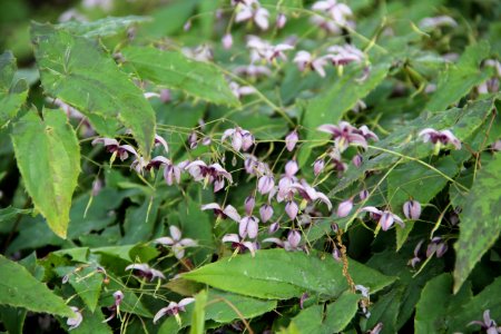 Epimedium kaguyame