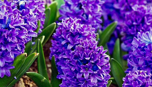 Spring hyacinthus lilac nature photo