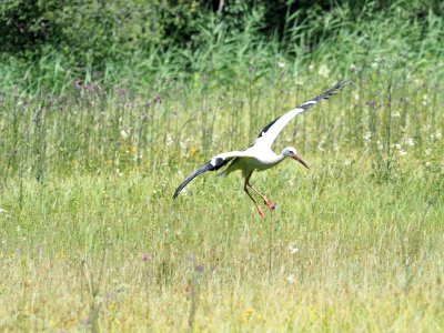 Landeanflug photo