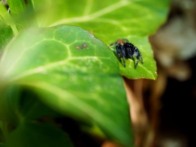 Carrhotus xanthogramma (m)