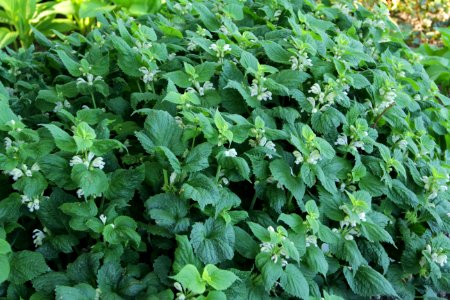 lamium orvala album