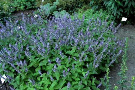 salvia verticillata