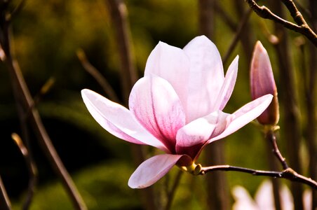 Spring nature vibrant photo