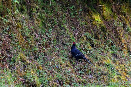 Mikado Pheasant