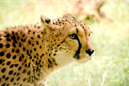 Safari nature vacations