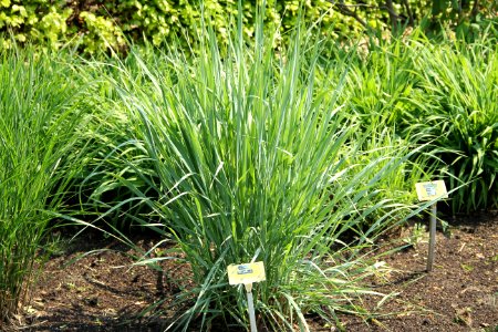 elymus oenereus