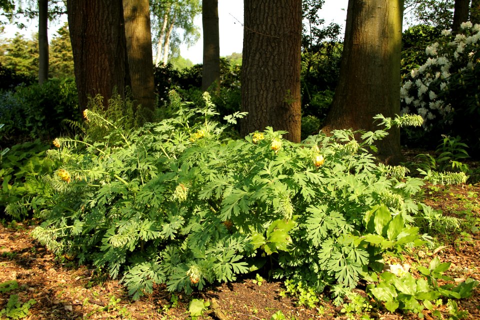corydalis nobilis thomas