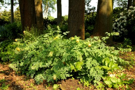 corydalis nobilis thomas