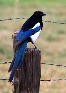 3678 magpie photo