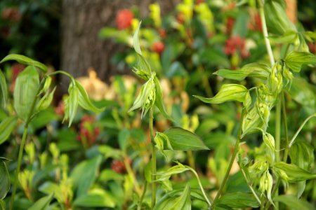disporum thyri